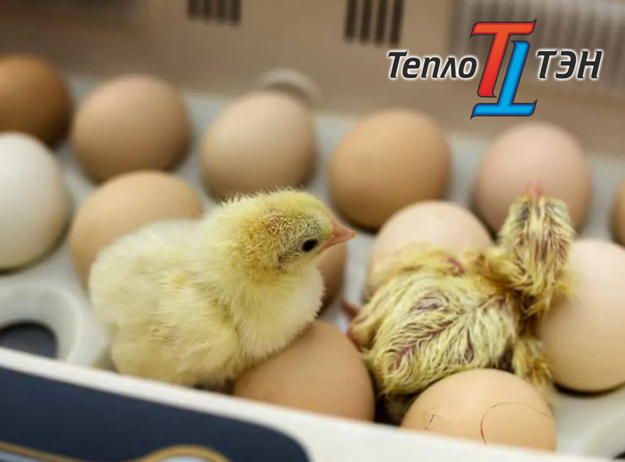 ИНКУБАТОРЫ ПО САМОЙ ВЫГОДНОЙ ЦЕНЕ! ИНКУБАТОРЫ ПО САМОЙ ВЫГОДНОЙ ЦЕНЕ!